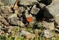 Argynnis aglaja (Güzelinci)